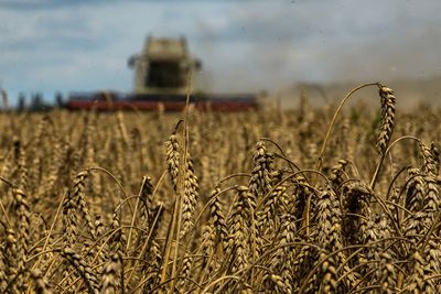 Ukraine's key food exports have fallen by almost half since Russian war