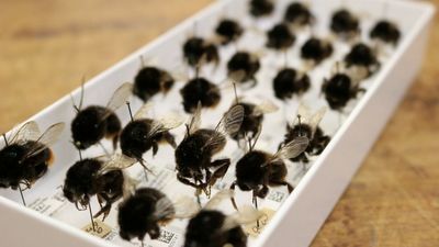 Climate Change Has Been Harming Bees For Almost A Century, New Study Reveals