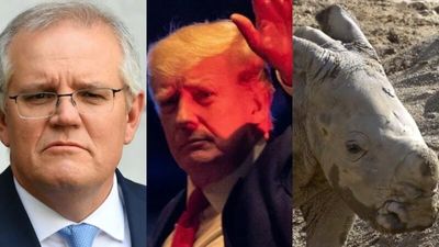 The Loop: Scott Morrison responds to solicitor-general's secret ministries advice, Donald Trump takes the FBI to court, and a new addition to San Diego Zoo