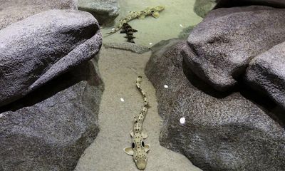 Epaulette sharks able to walk on land evolving to better survive climate crisis