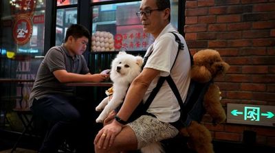 Study Shows Dogs Get Teary-eyed When they Reunite with Owners