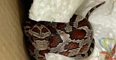 Snake found in Dublin as gardai search for owner