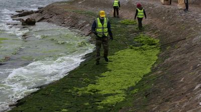 Algae Protein…New Source to Feed Animals