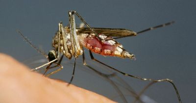 What is the West Nile virus, what are the symptoms and should we be worried?