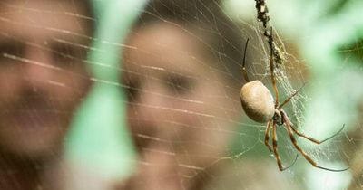 Shoppers praise minty £6.49 repellent that gets rid of spiders immediately