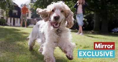 Letting your dog run around the garden isn't enough exercise, expert warns