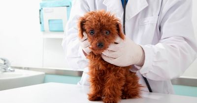 Mystery puppy killer virus baffles owners and experts after killing up to 30 dogs