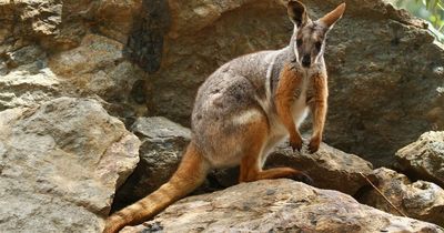 Search for wallaby missing in Co Tyrone continues as financial reward offered