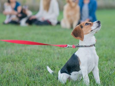 Unidentified virus killing dozens of puppies across Michigan