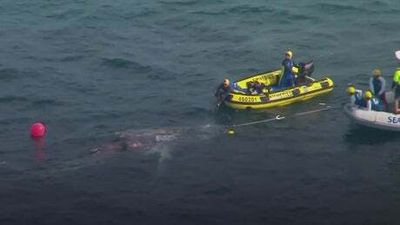 Watch: Whale rescued from shark net in Australia