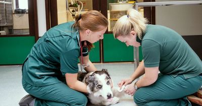 Dog owners panic as mystery virus kills dozens of pets with horror symptoms