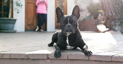 Mum furious as tradesman brings dog to her house - and lets it run free in the garden