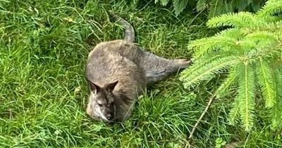 Reward offered as search for wallaby missing from Tyrone's Glenpark Estate continues