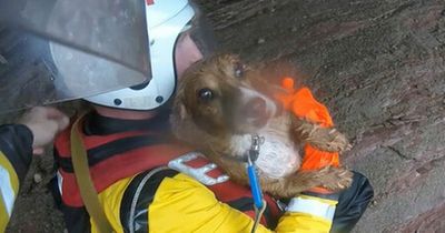 Miracle dog survives plunging off 100ft cliff edge then gets reunited with owner