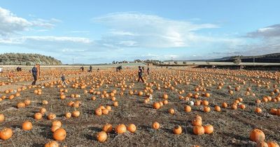 New pumpkin picking farm to open in Ayrshire ahead of Halloween