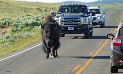 Watch: Agitated bison rams car in Yellowstone; park issues warning