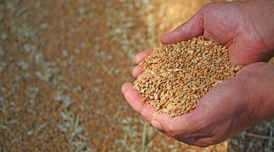 Egypt's GASC Directly Buys 240,000 T of Russian Wheat