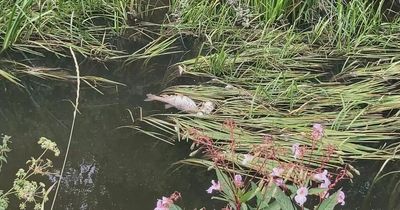 Sewage leak kills thousands of fish in Thames tributary after pipe bursts