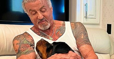 Sylvester Stallone gets tattoo of wife covered up with dog picture amid marriage rumours