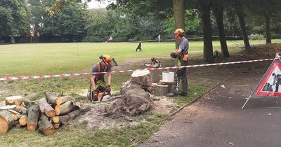 Fallen tree finally removed from Gosforth park almost seven months after collapsing in Storm Malik