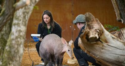 10,000 animals get on the scales in UK's largest zoo's annual weigh-in