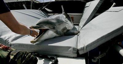 Navy-trained dolphin that can hunt underwater mines caught eating venomous snakes