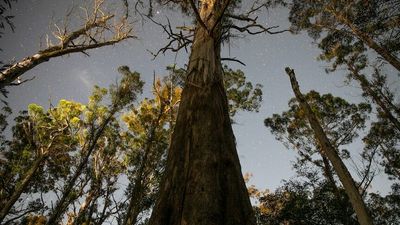 Mountain ash forests are under threat from climate change and logging