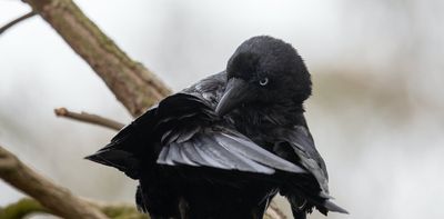 Look up this spring – you might see little ravens build soft, cosy nests from your garden trees