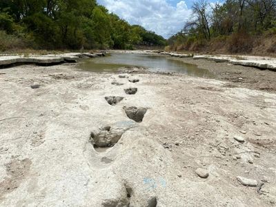 Drought uncovers dinosaur tracks in US park