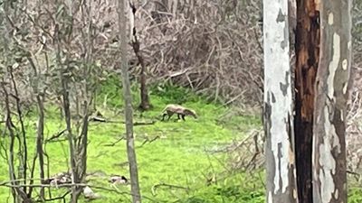 Mystery animal in Belair National Park unlikely to be Tasmanian tiger