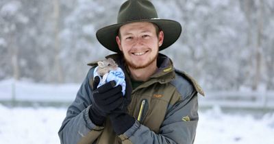 Barrington Tops, Aussie Ark's Tasmanian devils blanketed in snow after Hunter's chilly night