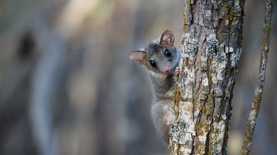 Red-tailed phascogale spotted in WA's Paruna Sanctuary to the surprise of scientists