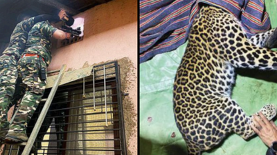 Thane: Family wakes up to leopard in house