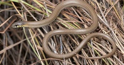 Legless lizard stands in the way of Upper Hunter mine expansion