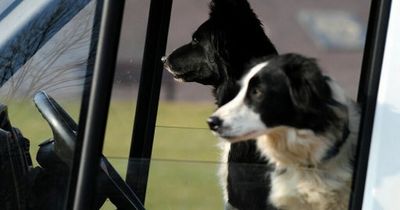 Brits spend £4,000 a year on their dogs but many forget to keep them secure in the car