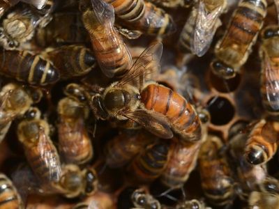 NSW beekeepers 'at war' as hives destroyed