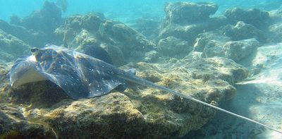 'I will miss them if they are gone': stingrays are underrated sharks we don't know enough about