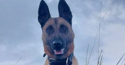 Police dog gives a helping paw and stops fight in Lanarkshire town