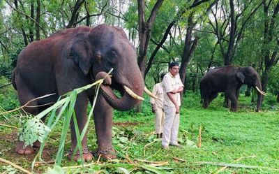 Elephants arrive in Belagavi to join search for elusive leopard