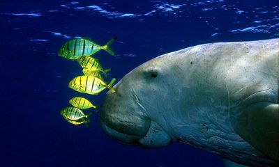 Dugong functionally extinct in China due to habitat degradation and hunting