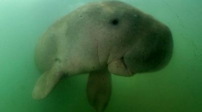 Gentle Dugongs Functionally Extinct in Chinese Waters, Finds Study