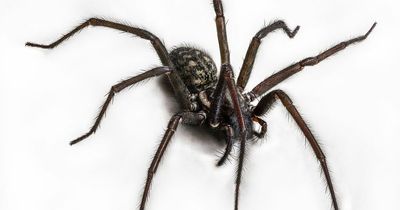 Seven humane tips to remove spiders from your home without killing them