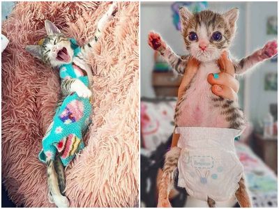Paralysed nappy-wearing cat thrives after owner adopts her from shelter