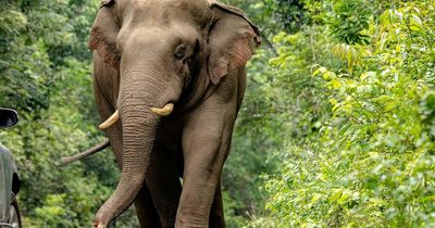 Elephant rips handler in half after heavy workload in extreme heat ‘drives it crazy’