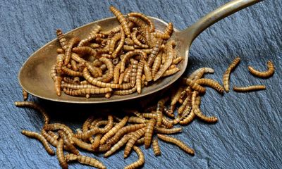 Insects could give meaty taste to food – and help environment – scientists find