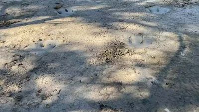 Watch: Dinosaur tracks from T-rex cousin 113 million years ago uncovered due to drought