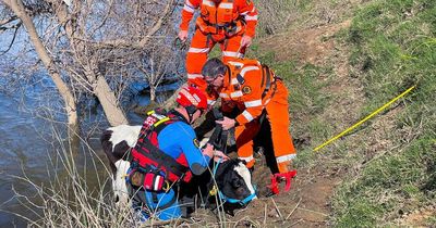 Port Stephens SES crews rescue calves from the Paterson River