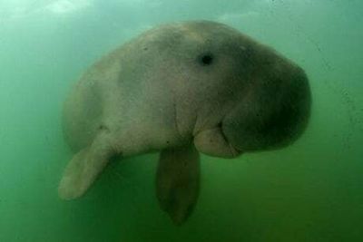 What is a dugong? Manatee-like animal declared extinct in China
