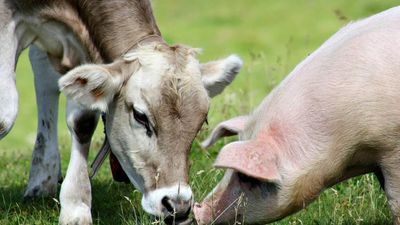 Why the Future Looks Different for Hogs and Cattle