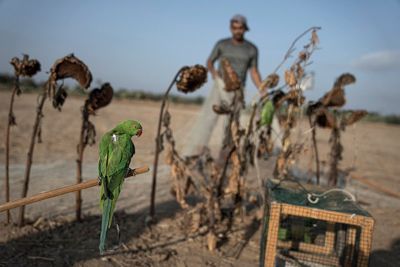 An exotic bird lures trappers to Gaza's tense frontier